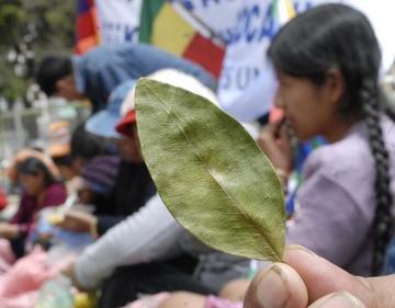 Sube el número de personas que mastican coca en Bolivia en 6 años