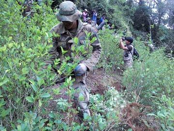 Bolivia y Perú erradicarán hoja de coca en frontera