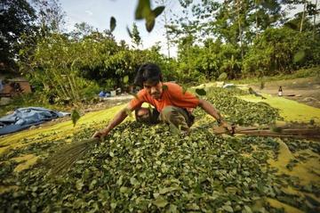 EE.UU. plantea cita con ONU y Bolivia sobre cultivos de coca