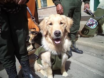 La vacunación antirrábica busca llegar a 190.000 perros y gatos