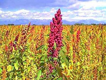 Quinueros piden apoyo al Gobierno para subir  precio del grano de oro