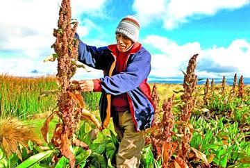 La producción en Bolivia por hectárea es de 500 kilogramos, en Perú, en la misma superficie, 3 mil kilogramos.