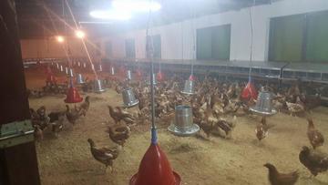 2.500 gallinas ya están en la granja avícola.