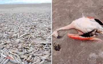 Peces y flamencos muertos alrededor de lo que era el segundo lago más grande de Bolivia, según