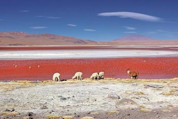 Inspeccionan Laguna Colorada para ver nivel de evaporación