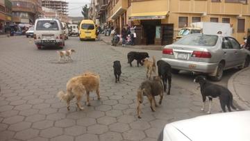 Hay quejas por proliferación de los perros vagabundos