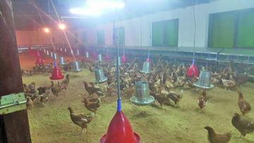 Hoy inauguran la granja avícola "Avigam"  