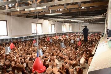 Gallinas pondrán 2.500 huevos día para la venta a la población
