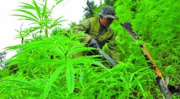 Felcn destruye sembradío de 1.5 hectáreas de marihuana