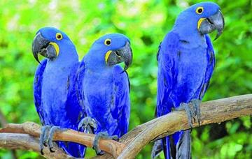 Anuncian la repatriación de las sesenta parabas azules
