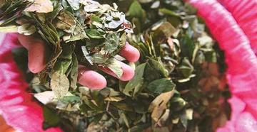 La ONU inicia medición de cultivos de coca en el país