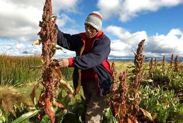 Gobierno anuncia fuerte caída en la producción de la quinua