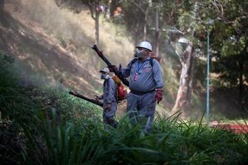 OMS decidirá la próxima semana si brote de zika es emergencia internacional