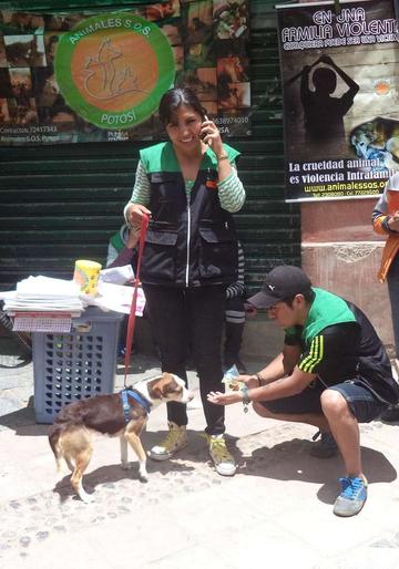 La gente buscó y encontró a sus gatitos o perritos.