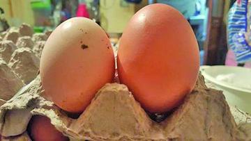 Gallinas en Thamari llegan  a su producción máxima