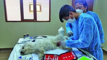 Campaña prevé que se esterilizará a cerca de un centenar de perros 