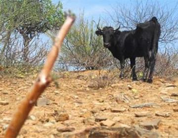 El Niño llega con más sequía y afecta cultivos de quinua y papa