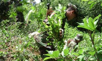 Gobierno reduce meta de erradicación de coca de 10.000 a 6.000 ha