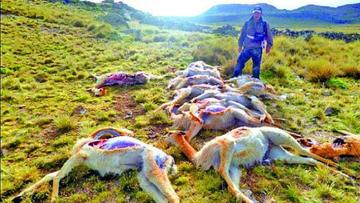 Sentencian a tres años de presidio a dos cazadores furtivos de vicuñas