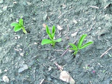 Declaran zonas de desastre natural