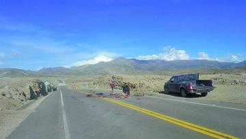 Vecinos denuncian que 12 ovejas murieron atropelladas en vía a Uyuni