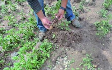 “El Niño” ya afecta 12.771 hectáreas de terrenos en Potosí