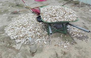 Preocupación en Cochabamba por la aparición de miles de peces muertos en la laguna Alalay 
