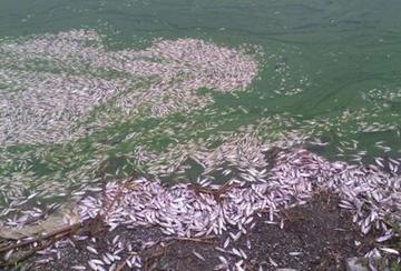 Laguna  Alalay: miles de peces mueren