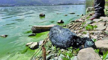 Alalay: sigue la crisis y mueren patos silvestres