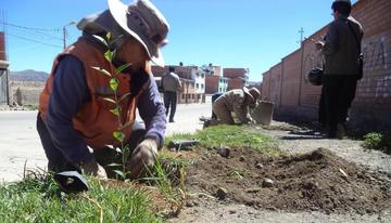 Alcaldía repone plantación de arbolitos en las calles