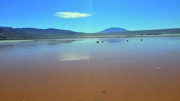Quedan pocas pariguanas en la laguna que tiene una tonalidad rojiza.