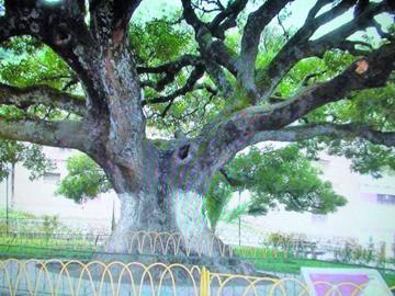 El ceibo, árbol característico de Acacio.