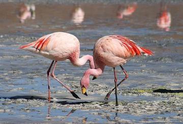 El Gobierno informa que la mortandad de flamencos es del 1 por ciento