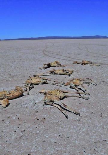 Cazadores furtivos de vicuñas son sentenciados a cuatro años