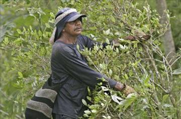 EE.UU. aprueba una norma que penaliza a productores de coca