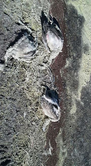 Muerte de flamencos abre discrepancias