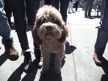 Vacunarán a perros y gatos el domingo 12 