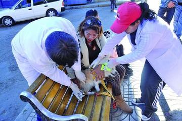 Campaña de vacunación contra la rabia cubre al 83,4% de perros y gatos