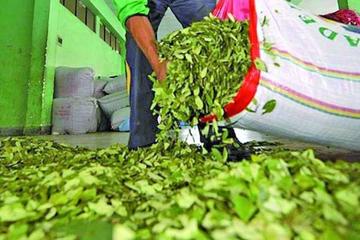 Según datos la Unodc, alrededor del 90 % de la coca del trópico de Cochabamba no va por el mercado legal.