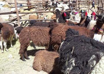 Frío mata a más de 12 cabezas de ganado en sudoeste potosino