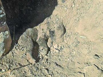 Curandero degüella a perro en  ritual de brujería en cementerio