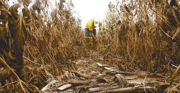 Revelan que pecuarios pierden $us 219 millones por la sequía