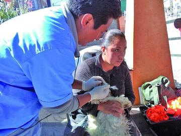 Organizan una campaña de salud para perros y gatos 