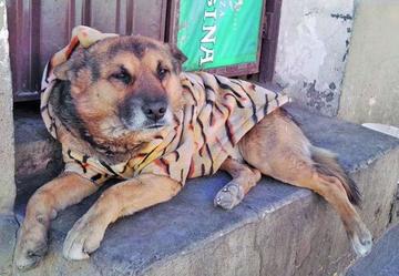 Perro fiel espera que su dueño fallecido vuelva