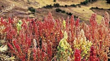 Este cereal es uno de los pocos alimentos de origen vegetal que es nutricionalmente completo.