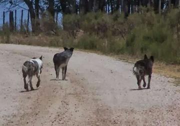 Suman 24 casos de rabia animal en el Departamento