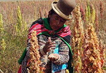 Bolivia es el segundo productor mundial de quinua, solo superado por Perú.
