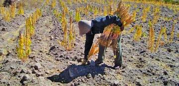 Los comunarios son afectados por la falta de agua para riego.