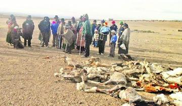 En la provincia Modesto Omiste se calcula una población de 15.000 cabezas de llamas y 10.000 vicuñas.
