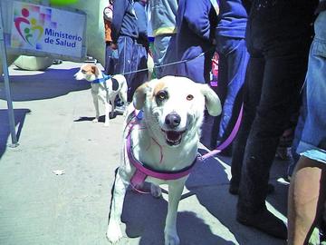 Comité de zoonosis busca frenar expansión de la rabia